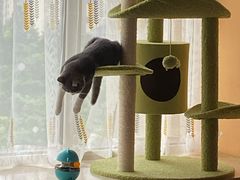 -东方名猫馆·英短金渐层布偶猫舍(环线广场1号楼店)