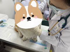 -中国农业大学动物医院