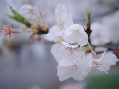 -高东镇樱花园