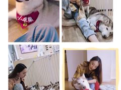 -Husky Go! 哈士奇体验馆·宠物咖啡厅狗咖
