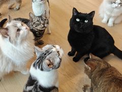 -有喵·猫咖·狗咖·30几只猫10只小狗(岗厦店)