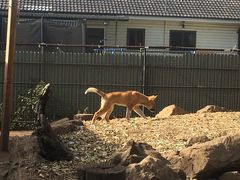 -费瑟代尔野生动物园