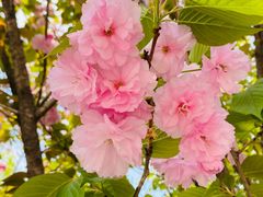 -两河城市森林公园