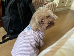 -pd派德宠物中心医院24H急重症·眼科中心·血液透析中心(嵩山北路店)