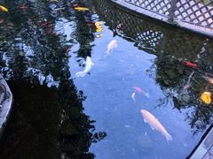 -九尺赵老四鲜鹅肠火锅