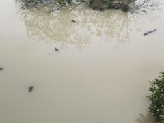 -中国扬子鳄村