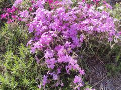 -羊亭河湿地公园