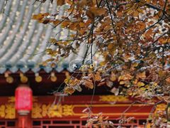-碑林公园