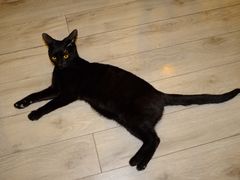 -海边的猫和咖啡馆