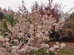 -东升八家郊野公园
