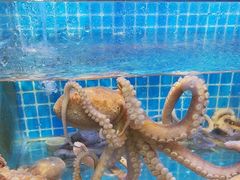 -前王院•巧克力海鲜市集餐厅(万平口店)