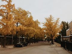-三里屯东五街银杏大道