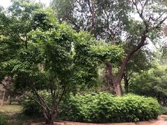 -大望京公园