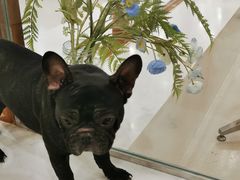 -共舞时光猫咖·狗咖(新街口店)