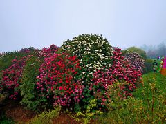-贵州百里杜鹃风景名胜区