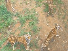 -泉州海丝野生动物世界