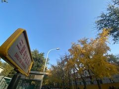 -三里屯东五街银杏大道