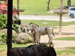 -广州长隆国际大马戏