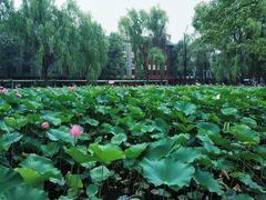 -四川大学(望江校区)