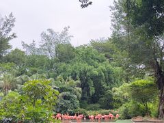 -广州长隆飞鸟乐园