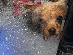 -博特宠物医院24h犬猫全科.骨科·异宠