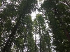 -日照海滨国家森林公园