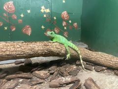 -上海大自然野生昆虫馆(东方明珠·爬宠昆虫探索中心)