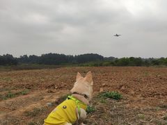-空港花田景区