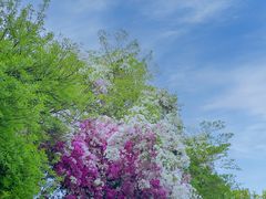 -深圳国际园林花卉博览园