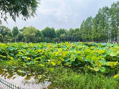 -金银湖国家城市湿地公园