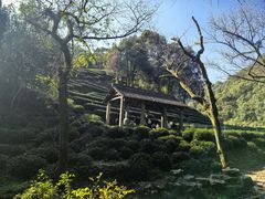 -龙井村