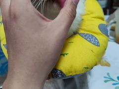 -芭比堂动物医院·CT·微创中心(新顺分院)