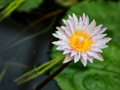 -国家植物园