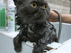 -八公叔叔宠物美容连锁(春申店)