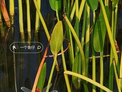 -宁波杭州湾国家湿地公园