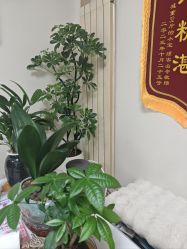 -寇氏减肥
