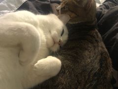 -屋虎猫馆(宝安大仟里店)