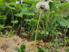 -广西壮族自治区药用植物园