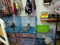 -读宠于你·约克夏比熊·睫角守宫·爬宠售卖(高新店)