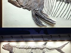 -正佳自然科学博物馆