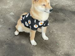 -柴犬高等学院·狗咖·柴犬售卖·宠物训练