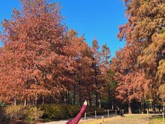 -上海共青森林公园