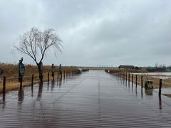 -盐城丹顶鹤湿地生态旅游区