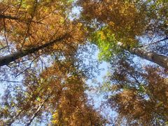 -桤木河湿地公园