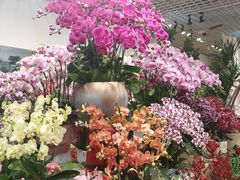 -双季花艺园艺市场(浦东店)