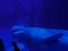 -上海海昌海洋公园-冰山北极馆