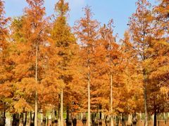 -白鹭湾湿地公园