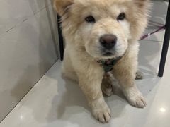 -艾贝尔宠物医院·24H转诊中心·肿瘤猫专科(江宁双龙店)