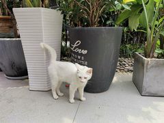 -龙猫意杯花园餐厅(芙蓉湖店)