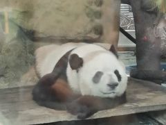 -成都动物园